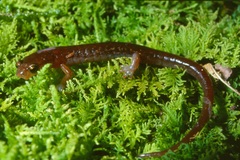 Chiropterotriton ceronorum