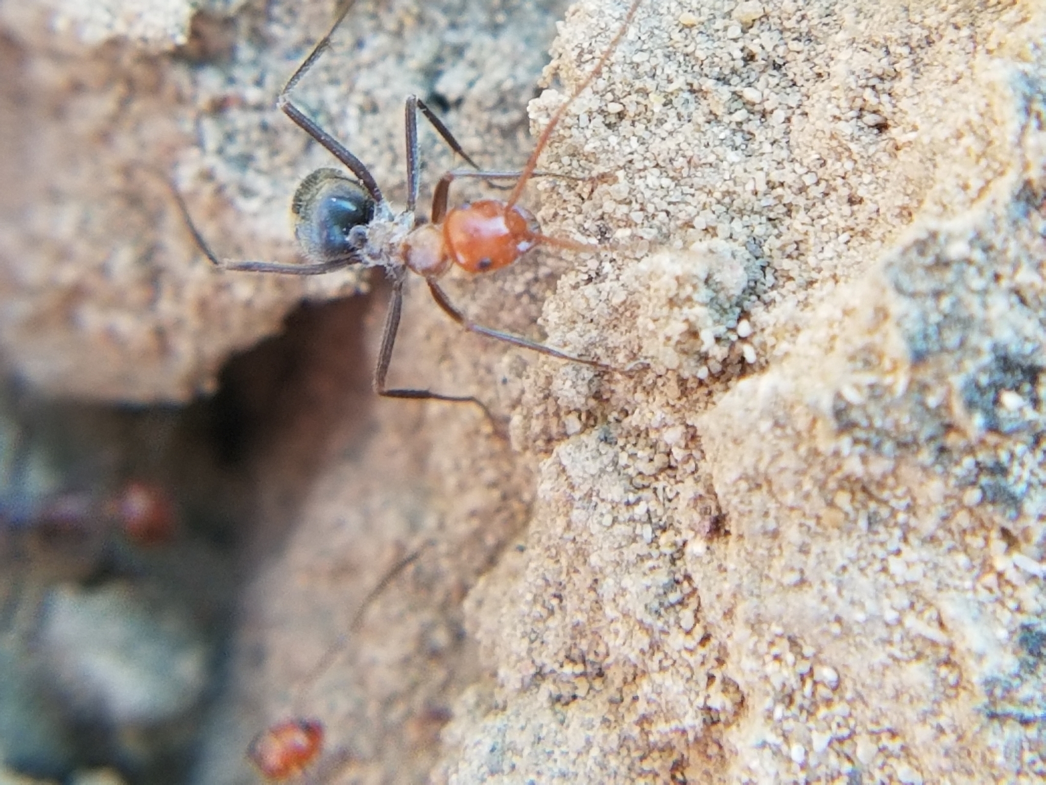 Myrmecocystus placodops