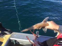 Longnose Sawshark photo 4
