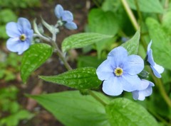 Hackelia uncinata