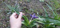 Iris planifolia image