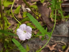 Convolvulus erubescens