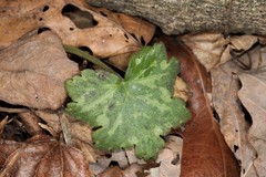 Hydrophyllum appendiculatum