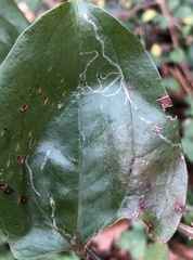 Marmara smilacisella