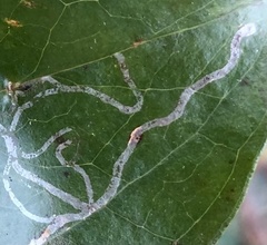 Marmara smilacisella