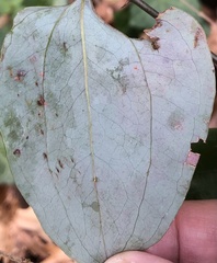 Marmara smilacisella