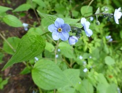 Hackelia uncinata