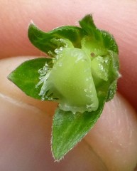 Hackelia uncinata