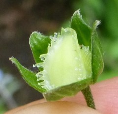 Hackelia uncinata