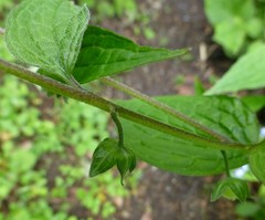 Hackelia uncinata