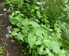 Hackelia uncinata