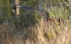 Pardirallus maculatus