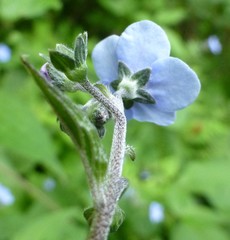Hackelia uncinata