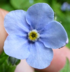 Hackelia uncinata