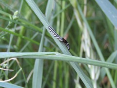 Helcystogramma