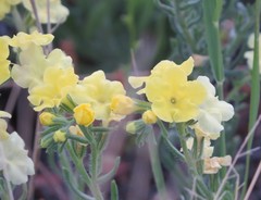 Lithospermum cobrense
