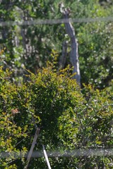 Flueggea verrucosa