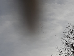 Pyrrhocorax graculus