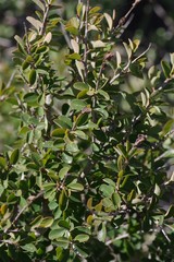 Flueggea verrucosa