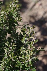 Flueggea verrucosa