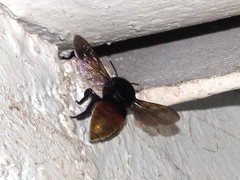 Eufriesea mexicana
