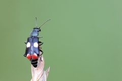Anthocomus fenestratus