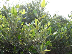 Avicennia marina