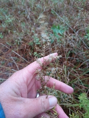 Eupatorium × pinnatifidum