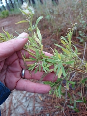 Eupatorium × pinnatifidum
