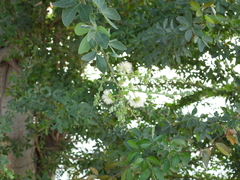 Pithecellobium dulce