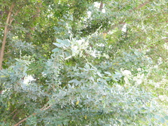 Pithecellobium dulce