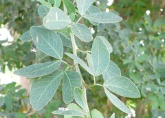 Pithecellobium dulce