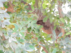 Pithecellobium dulce