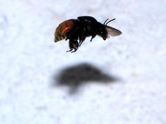 Eufriesea mexicana