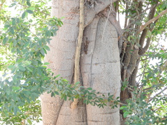 Pithecellobium dulce