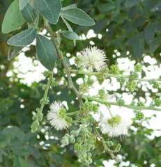 Pithecellobium dulce