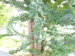 Pithecellobium dulce