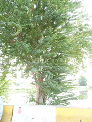 Pithecellobium dulce