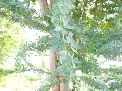 Pithecellobium dulce