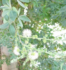 Pithecellobium dulce