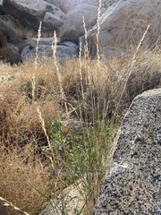 Muhlenbergia californica