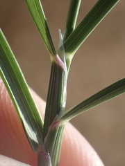 Muhlenbergia californica
