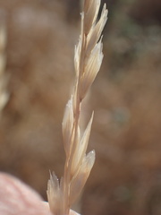 Muhlenbergia californica