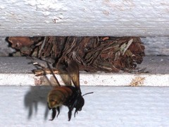 Eufriesea mexicana