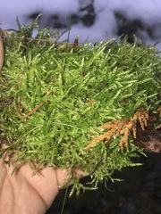 Sciuro-hypnum curtum