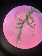 Sciuro-hypnum curtum