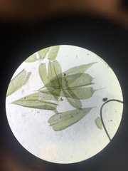 Sciuro-hypnum curtum