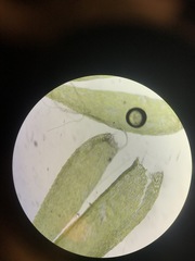 Sciuro-hypnum curtum