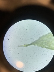 Sciuro-hypnum curtum