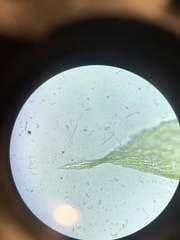 Sciuro-hypnum curtum